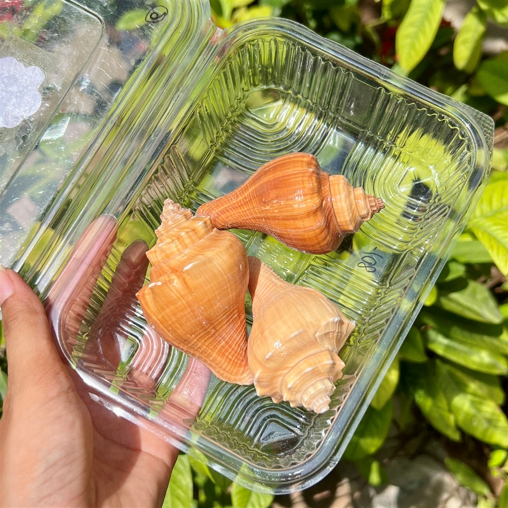 Amber Conch Shells - Premium XL Trio
