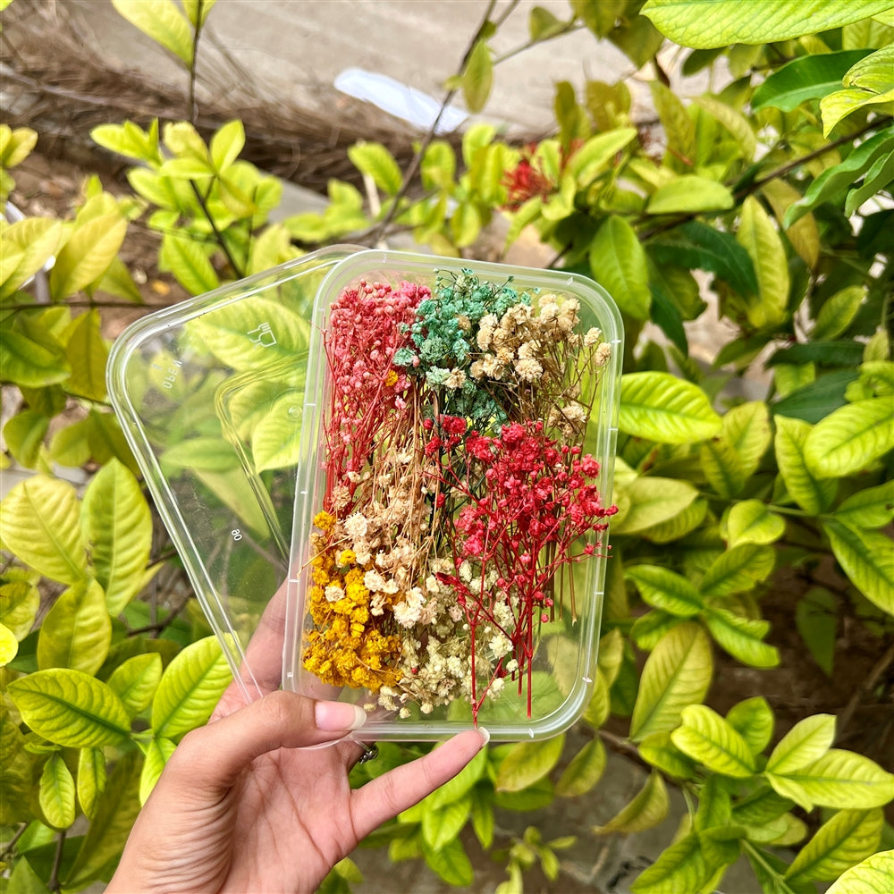 Baby's Breath Mix Color Dried Flower Box