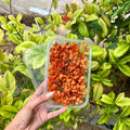 Burnt Sienna Hydrangea Flower Box