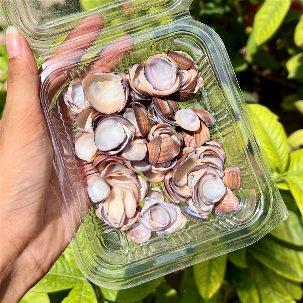 Dusky Mauve Shells - Glossy Finish Pack