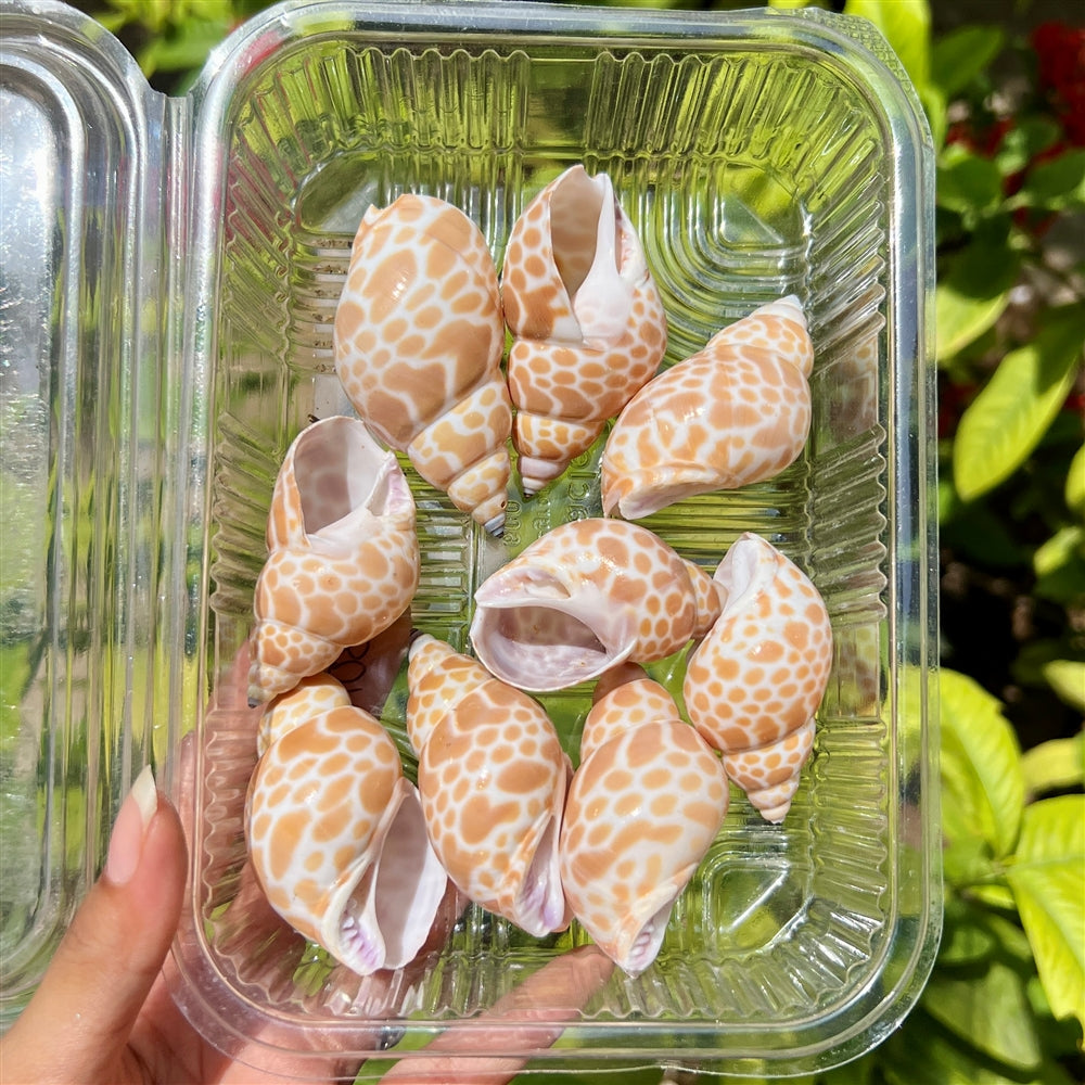 Giraffe Print Shells - Gloss Safari Set