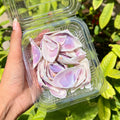 Iridescent Lavender Shells - Pearl Shine Finish