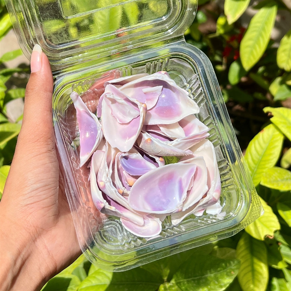 Iridescent Lavender Shells - Pearl Shine Finish