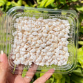 Mini Frosted Shells - Matte White Mix