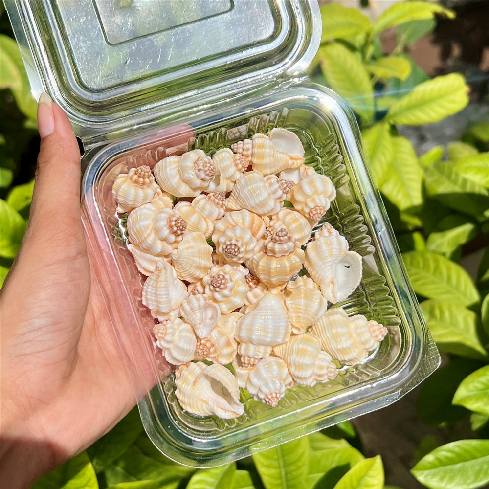 Mini Spiral Shells - Peach Coral Edition