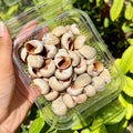 Mocha Swirl Shells - Gloss Finish Pack