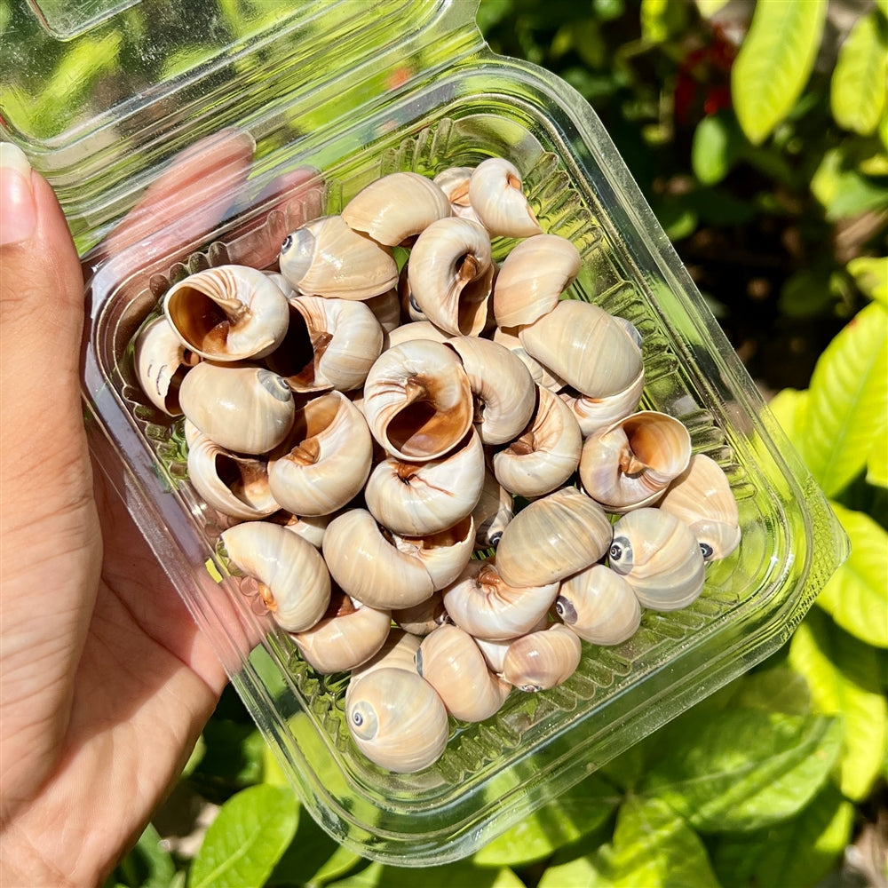 Mocha Swirl Shells - Gloss Finish Pack