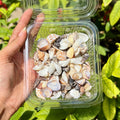 Ocean Treasure Mix - Assorted Natural Shells