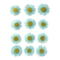Sky Blue Daisy Pressed Flowers for Resin Art