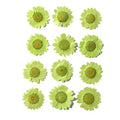 Light Green Daisy Pressed Flowers for Resin Art