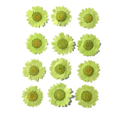 Light Green Daisy Pressed Flowers for Resin Art