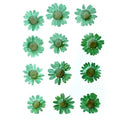 Green Daisy Pressed Flowers for Resin Art