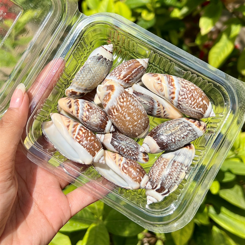 Tiger Cone Shells - Bold Patterned Pack