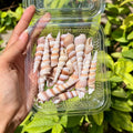 Twisted Horn Shells - Natural Spiral Set