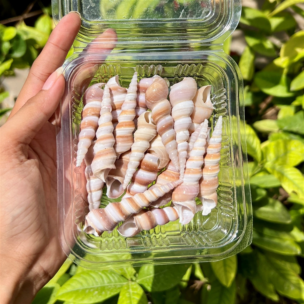 Twisted Horn Shells - Natural Spiral Set