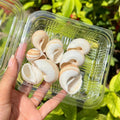 Vanilla Spiral Shells - Polished Curve Set