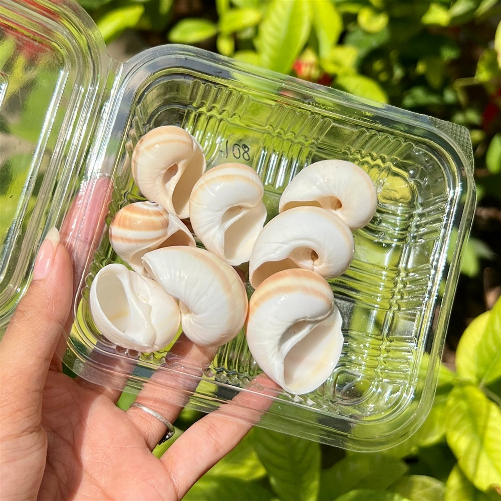 Vanilla Spiral Shells - Polished Curve Set