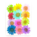 12-in-1 Multi Daisy Pressed Flowers for Resin Art