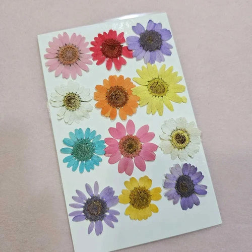 12-in-1 Multi Daisy Pressed Flowers for Resin Art