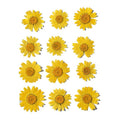Yellow Daisy Pressed Flowers for Resin Art