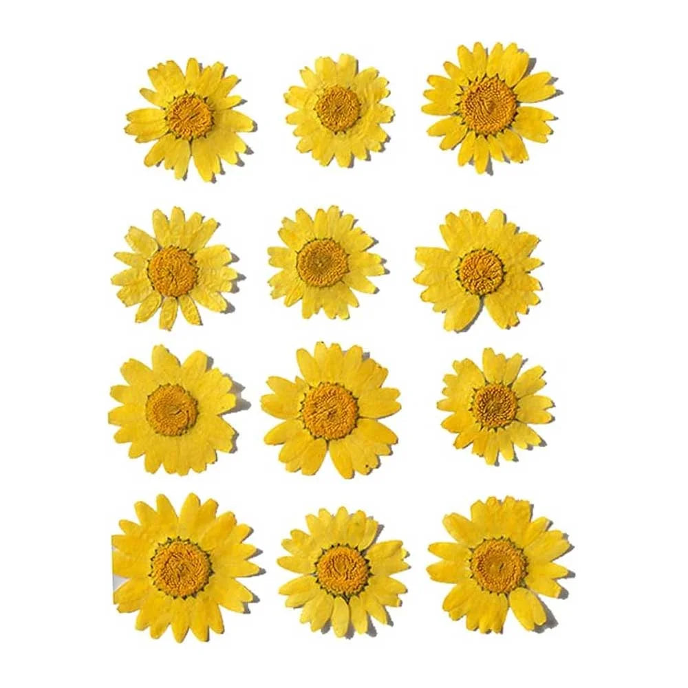Yellow Daisy Pressed Flowers for Resin Art